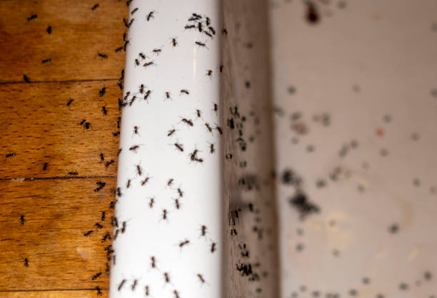 Best Commercial Pest Control Services  in Ben Avon, PA
